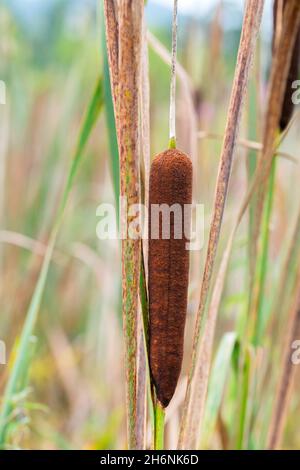 Binsen (Typha latifolia), reife Birne im Detail, Hessen, Deutschland Stockfoto