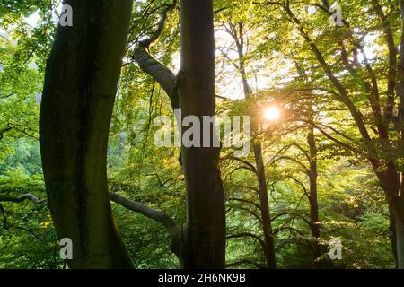 Sonnenuntergang im Buchenwald, Drohne von den Spitzen alter Bäume geschossen, Solling, Niedersachsen, Deutschland Stockfoto