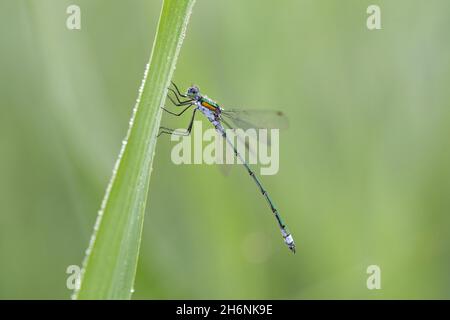 Smaragd-Damselfliege (Lestes sponsa), sitzend auf Grashalm im Morgentau, Esterweger Dose, Niedersachsen, Deutschland Stockfoto
