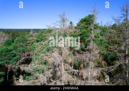 Drohnenbild einer toten Fichte im Stand, Wald im Klimawandel, befallen von Rindenkäfer (Scolytinae), Kellerwald, Hessen, Deutschland Stockfoto