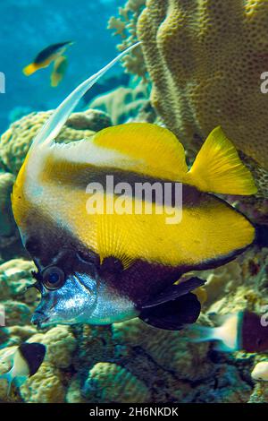 Wimpern-Koralfisch (Heniochus acuminatus) im Korallenriff, im Roten Meer, Sharm el Sheikh, auf der Sinai-Halbinsel, Ägypten Stockfoto