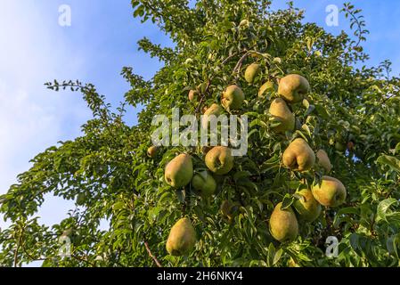 Reife birne (Pyrus communis) am Baum, Bayern, Deutschland Stockfoto
