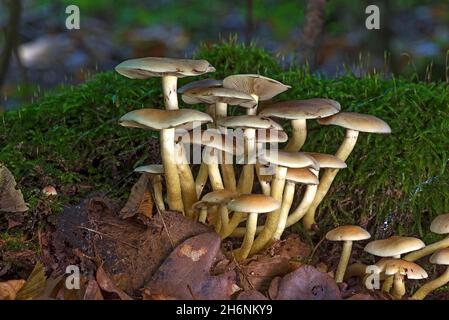 Waldsparrow (Kühneromyces mutabilis), Bayern, Deutschland Stockfoto