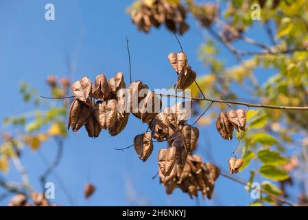 Verwelkte Früchte des Goldenregenbaums (Koelreuteria paniculata), Bayern, Deutschland Stockfoto