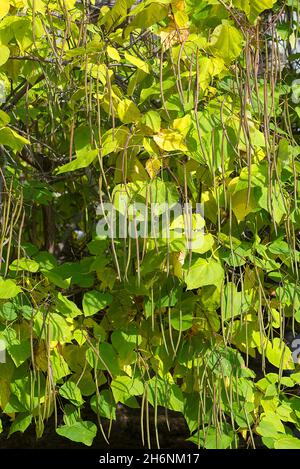 Früchte der südlichen Catalpa (Catalpa bignonioides), Bayern, Deutschland Stockfoto
