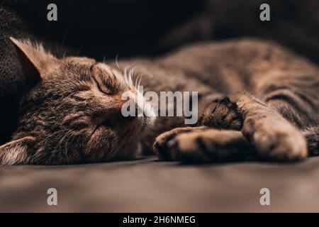 Schlafende Katze auf der Couch. Schlaf und gemütliches Nickerchen. Haustier zu Hause. Niedliche lustige Katzen zu Hause. Stockfoto