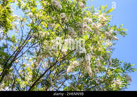 Schwarze Heuschrecke, Blüte, Robinia pseudoaccia, reichlich blühende Akazienzweig von Robinia pseudoaccia, falsche Akazie, schwarze Heuschrecke aus der Nähe. Locust tre Stockfoto