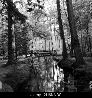 Schwarzes Wasser im Herbst auf dem Rhinefield Ornamental Drive Stockfoto