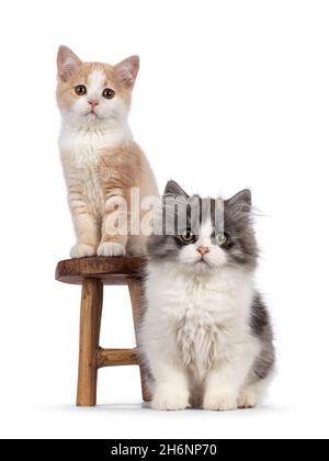 Niedliches Manx- und Cymric-Katzenkätzchen, das auf und neben einem kleinen Holzhocker sitzt. Beide blicken auf die Kamera. Isoliert auf weißem Hintergrund. Stockfoto