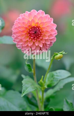 Dekorative Dahlien (Dahlien), Sorte Hillcrest Suffusion, Lachs und gelbe Blume, Nordrhein-Westfalen, Deutschland Stockfoto