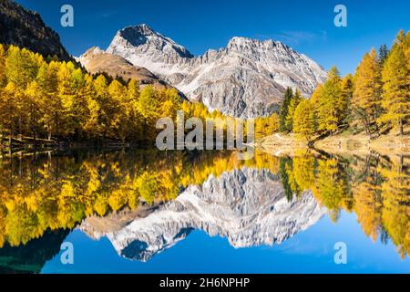 Herbstlicher Lärchenwald am Palpuogna-See vor einem Bergpanorama, Lei da Palpuogna, Albulapass, Graubünden, Schweiz Stockfoto