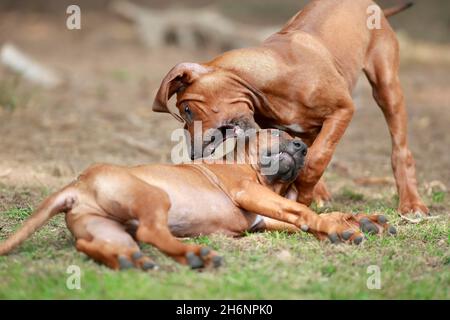 Rhodesian Ridgeback (Canis lupus familiaris), zwei spielende Welpen, Rheinland-Pfalz, Deutschland Stockfoto