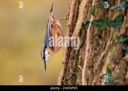 Eurasischer FKK (Sitta europaea), der an einem Baum hängt, Tierwelt, Deutschland Stockfoto