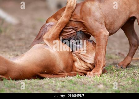 Rhodesian Ridgeback (Canis lupus familiaris), zwei spielende Welpen, Rheinland-Pfalz, Deutschland Stockfoto