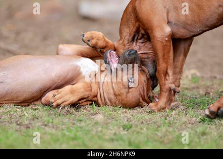 Rhodesian Ridgeback (Canis lupus familiaris), zwei spielende Welpen, Rheinland-Pfalz, Deutschland Stockfoto