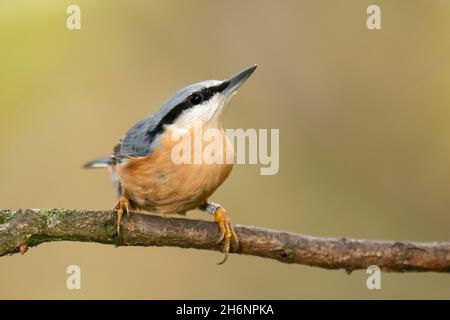 Eurasischer FKK (Sitta europaea), der an einem Baum hängt, Tierwelt, Deutschland Stockfoto