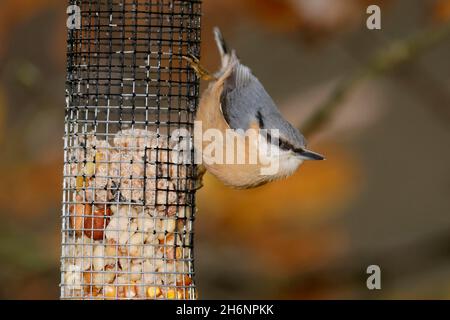 Eurasischer FKK (Sitta europaea), der an einem Baum hängt, Tierwelt, Deutschland Stockfoto