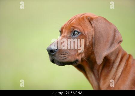 Rhodesian Ridgeback Haushund (Canis lupus familiaris), Welpenportrait, seitlich, Rheinland-Pfalz, Deutschland Stockfoto