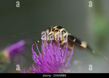 Schmetterling, Jersey-Tiger (Euplagia quadripunctaria) saugt Nektar an Distelblüten, Kelsterbach, Hessen, Deutschland Stockfoto