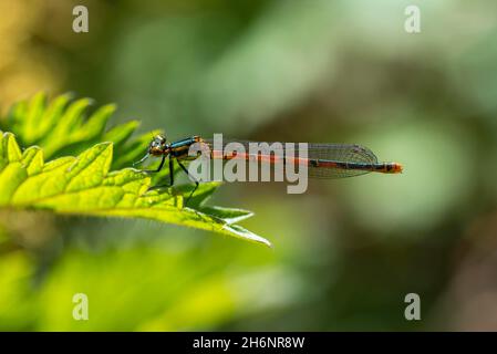 Große rote Damselfliege (Pyrrhosoma nymphula) auf Brennnesselblatt sitzend (Urtica dioica), große Brennnessel Stockfoto