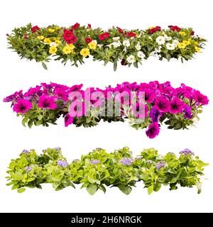 Collage aus schönen Sommerbalkon Blumen in Reihen, isoliert auf weißem Hintergrund Stockfoto