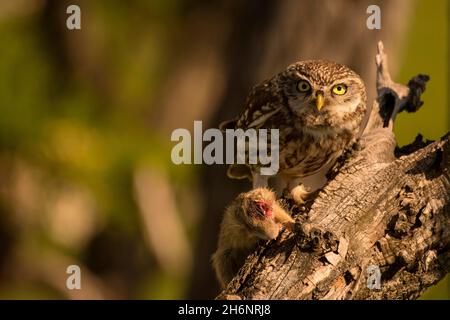 Kleine Eule (Athene noctua) mit Gopher, Beute, Hortobagy-Nationalpark, Ungarn Stockfoto