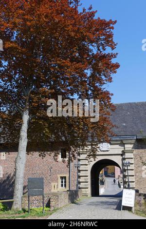 Violette Buche (Fagus sylvatica var. purpurea), vor dem Eingang zum Burgauer Schloss, Düren, Kreis Düren, NRW, Deutschland Stockfoto