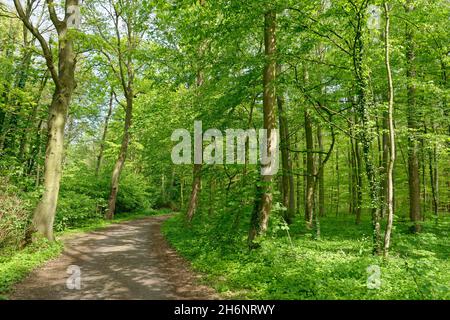 Waldweg durch Kupferbuchenwald (Fagus silvatica), Naturschutzgebiet Huelser Berg, Huels, Krefeld, Nordrhein-Westfalen, Huelser Berg, Deutschland Stockfoto