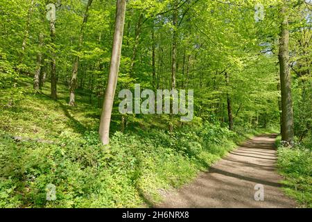 Waldweg durch Kupferbuchenwald (Fagus silvatica), Naturschutzgebiet Huelser Berg, Huels, Krefeld, Nordrhein-Westfalen, Huelser Berg, Deutschland Stockfoto