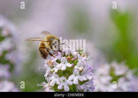 Honigbiene (APIs mellifica) sammelt Nektar auf breitblättrigen Thymian (Thymus pulegioides) Stockfoto