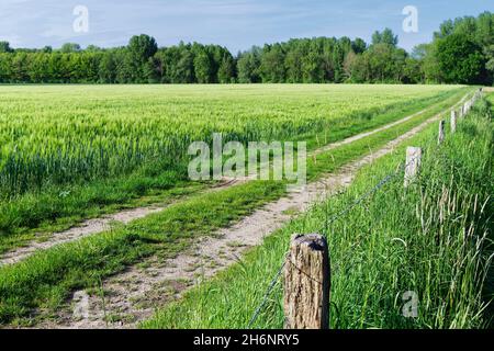 Feldweg bei Gerste (Hordeum vulgare) Feld, Gelinter, Wachtendonk, Kleve, NRW, Deutschland Stockfoto