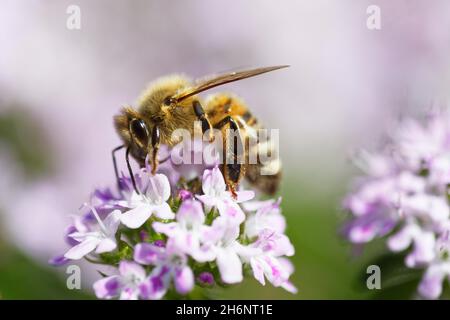 Honigbiene (APIs mellifica) sammelt Nektar auf breitblättrigen Thymian (Thymus pulegioides) Stockfoto