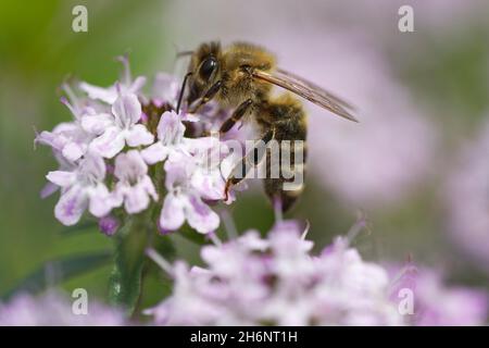 Honigbiene (APIs mellifica) sammelt Nektar auf breitblättrigen Thymian (Thymus pulegioides) Stockfoto