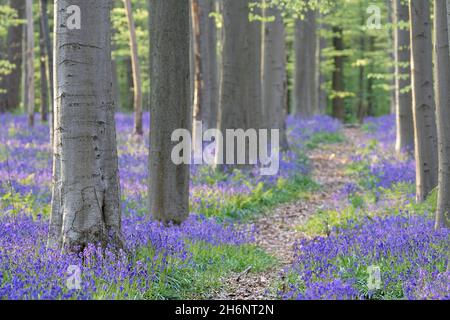 Gemeine Bluebells (Endymion nonscriptus) in einem gemeinen Buchenwald (Fagus silvatica), Hallerbos, Halle, Belgien Stockfoto