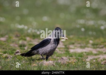 Nebelkraehe, Corvus corone, Aas Krähe Stockfoto