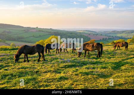 Exmoor-Ponys auf dem Cothelstone Hill in den Quantock Hills, Somerset, England, Großbritannien Stockfoto