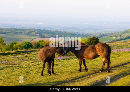 Exmoor Ponies auf dem Cothelstone Hill in den Quantock Hills, Somerset, England, Großbritannien Stockfoto