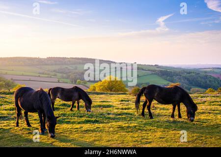 Exmoor Ponies auf dem Cothelstone Hill in den Quantock Hills, Somerset, England, Großbritannien Stockfoto