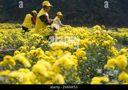 Nanchang, Chinas Provinz Jiangxi. November 2021. Bauern pflücken Bergchrysanthemen im Dorf Hongxing in Nanchang, ostchinesische Provinz Jiangxi, 16. November 2021. Lokale Bauern sind in den letzten Tagen mit der Ernte und Verarbeitung von Chrysantheme-Blumen beschäftigt. Quelle: Wan Xiang/Xinhua/Alamy Live News Stockfoto