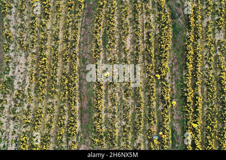 Nanchang, Chinas Provinz Jiangxi. November 2021. Luftbild zeigt Bauern beim Sammeln von Bergchrysanthemen im Dorf Hongxing in Nanchang, ostchinesische Provinz Jiangxi, 16. November 2021. Lokale Bauern sind in den letzten Tagen mit der Ernte und Verarbeitung von Chrysantheme-Blumen beschäftigt. Quelle: Wan Xiang/Xinhua/Alamy Live News Stockfoto