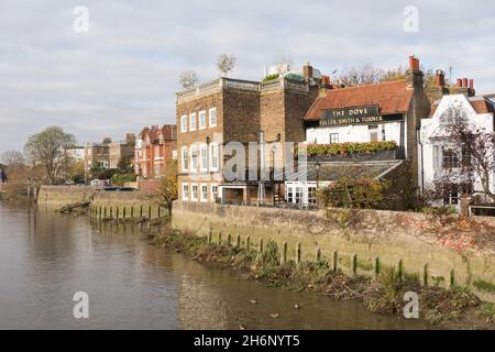 Das Dove Public House neben der Themse in Hammersmith, West London, England, Großbritannien Stockfoto