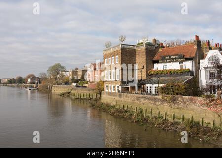 Das Dove Public House neben der Themse in Hammersmith, West London, England, Großbritannien Stockfoto