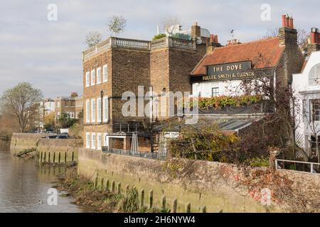 Das Dove Public House neben der Themse in Hammersmith, West London, England, Großbritannien Stockfoto