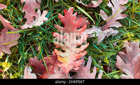 Trockene Eichenblätter auf Gras. Braunes Eichenblatt. Stockfoto