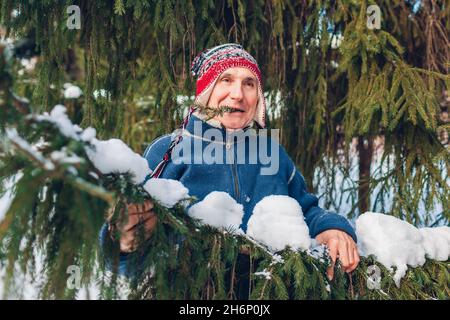 Älterer Mann posiert im verschneiten Winterwald mit Tannenzweig im Mund. Mann, der Spaß im Freien hat. Stockfoto