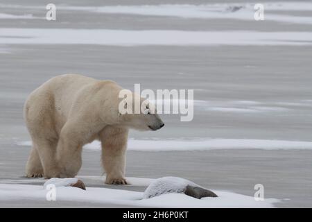 Kanada, Manitoba, Churchill. Reifer männlicher Eisbär mit Narbe über seinem Auge. (WILD: Ursus maritimus) Stockfoto