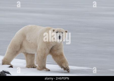 Kanada, Manitoba, Churchill. Reifer männlicher Eisbär mit Narbe über seinem Auge. (WILD: Ursus maritimus) Stockfoto