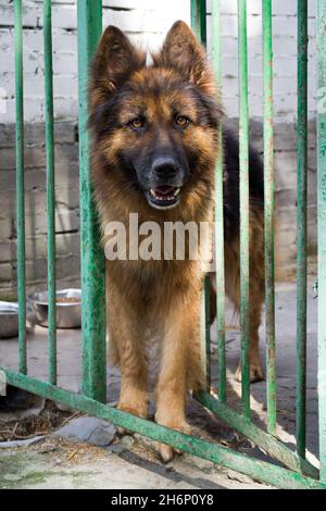 Deutscher Schäferhund im Hintergrund der Voliere mit offener Tür Stockfoto