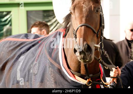Atmosphäre und Nervenkitzel eines Tages bei den Rennen mit der Menge und den Pferden Stockfoto