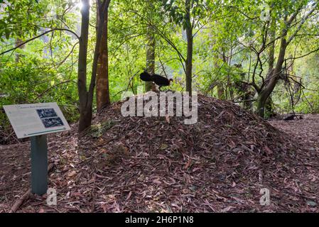 Ein junger Rüde Bruch Turkey (Alectura lathami), der ein Nest im Buschland nahe dem Lane Cove River in Sydney, New South Wales, Australien, baut Stockfoto